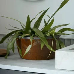 Blumentopf, Whai, Senfgelb