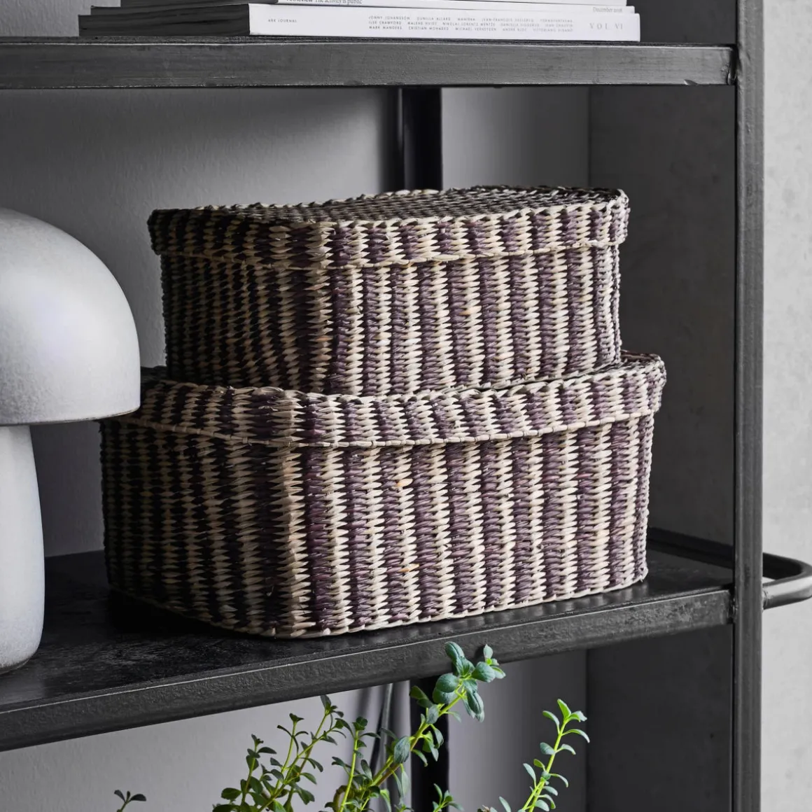 Box, HDShoo, Brown stripe