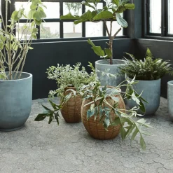 Planter, HDBoum, Nature