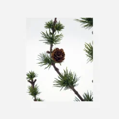 Weihnachtsbaum, HDStay, Grün